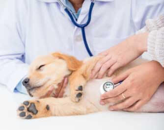vétérinaire Georgina Veterinary Clinic Ltd Sutton West